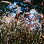 Pennisetum setaceum (Rubrum) Red Fountain Grass annual closeup